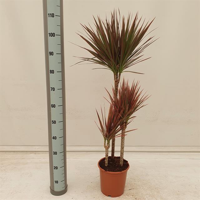 Dracaena Marginata Colorama 21Ø 110cm 3pp