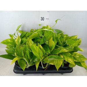 Epipremnum pinn. 'Hicolor'