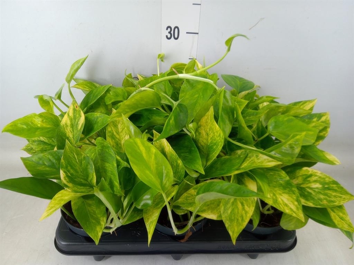 <h4>Epipremnum pinn. 'Hicolor'</h4>