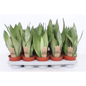 Sansevieria Moonshine