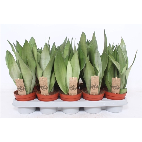 <h4>Sansevieria Moonshine</h4>