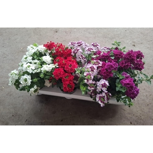 Verbena mix