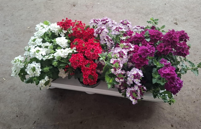 <h4>Verbena mix</h4>