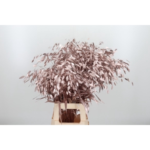 Chasmantium Kl Bh Champagne