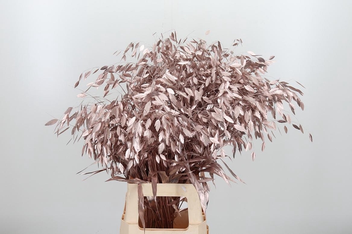 <h4>Chasmantium Kl Bh Champagne</h4>