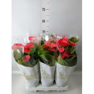 Anthurium andr. 'Sweet Dream'