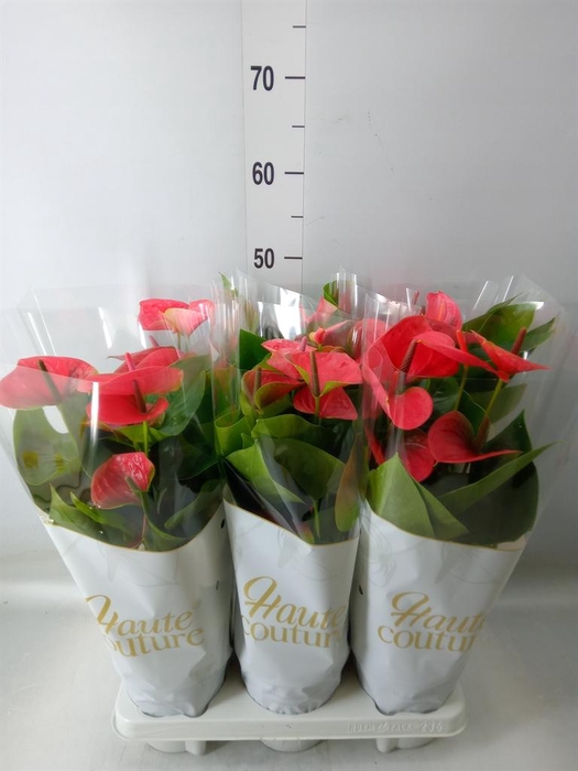 <h4>Anthurium andr. 'Sweet Dream'</h4>