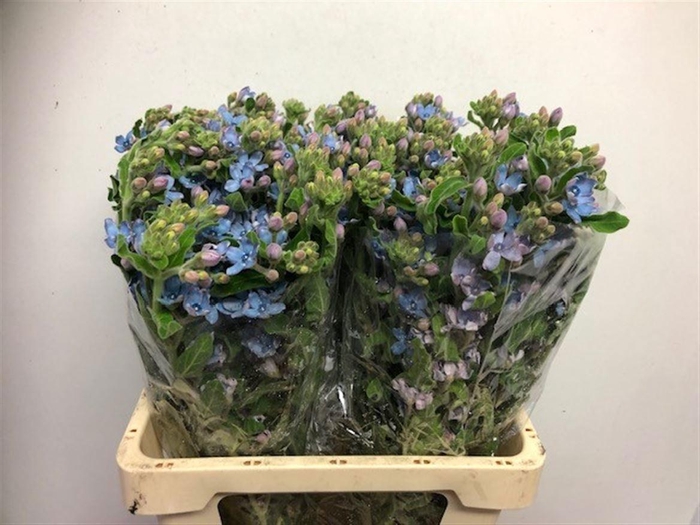 <h4>OXY CO TAN PURE BLU</h4>