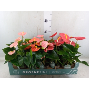 Anthurium   ...mix 4