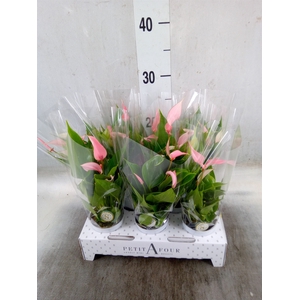 Anthurium andr. 'Lilli'