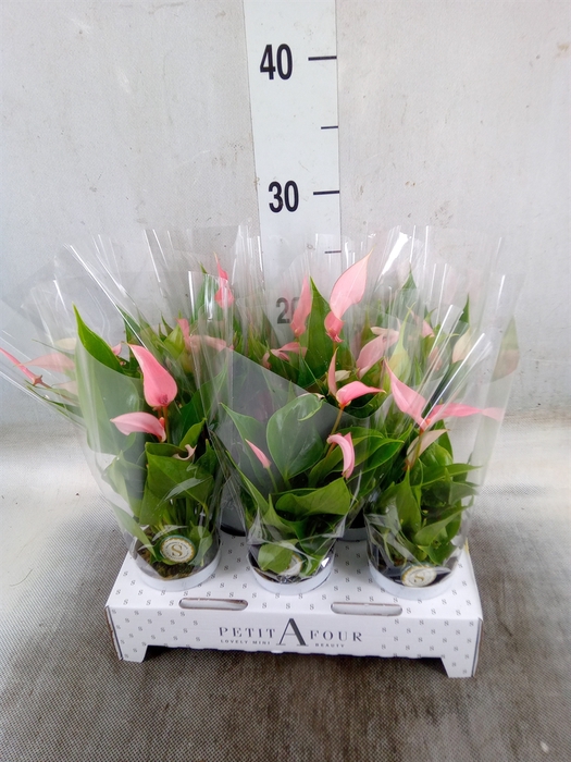<h4>Anthurium andr. 'Lilli'</h4>