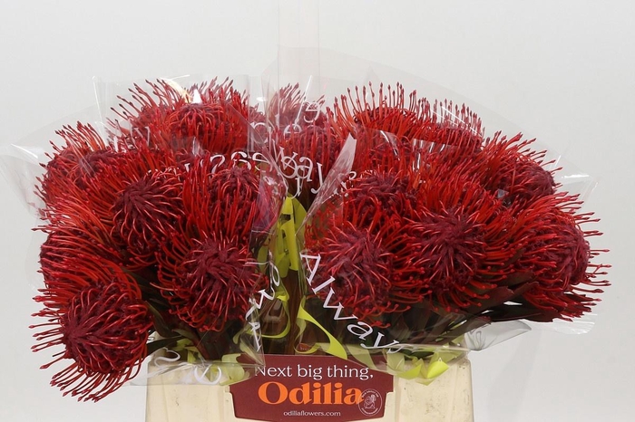 <h4>LEUCO NUTANS PAINTED BORDEAUX H%</h4>