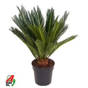 Cycas Revoluta