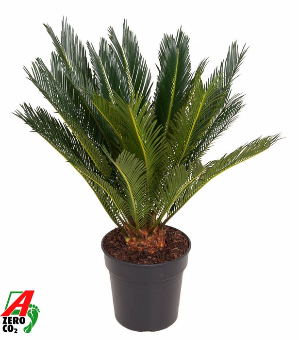 <h4>Cycas Revoluta</h4>