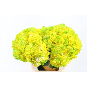 Hydr M Amethyst Yellow Tinted