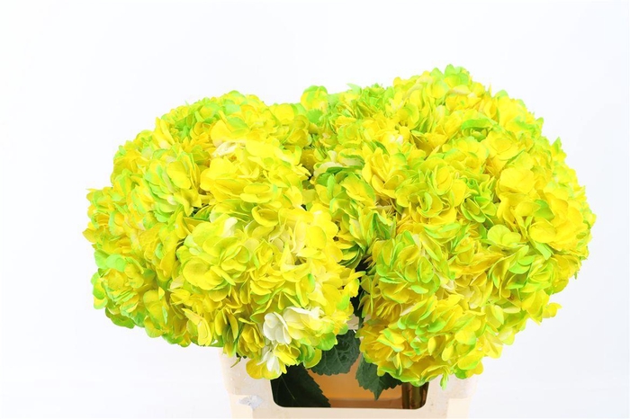 <h4>Hydr M Amethyst Yellow Tinted</h4>