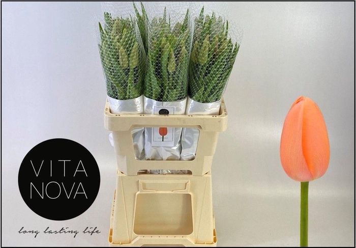 <h4>TU EN MENTON</h4>