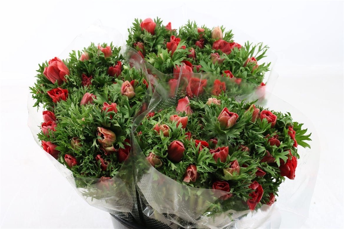 <h4>Anem Marianne Red</h4>