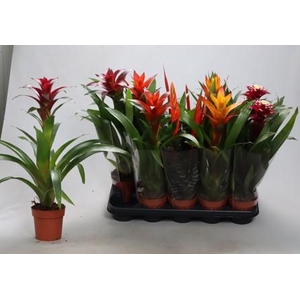 BROMELIA GEM