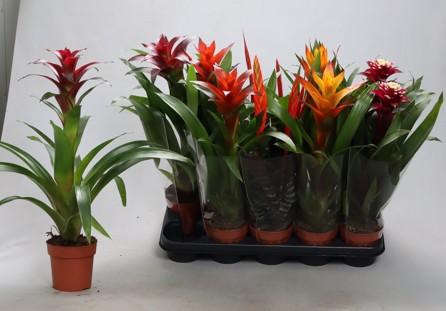 <h4>BROMELIA GEM</h4>