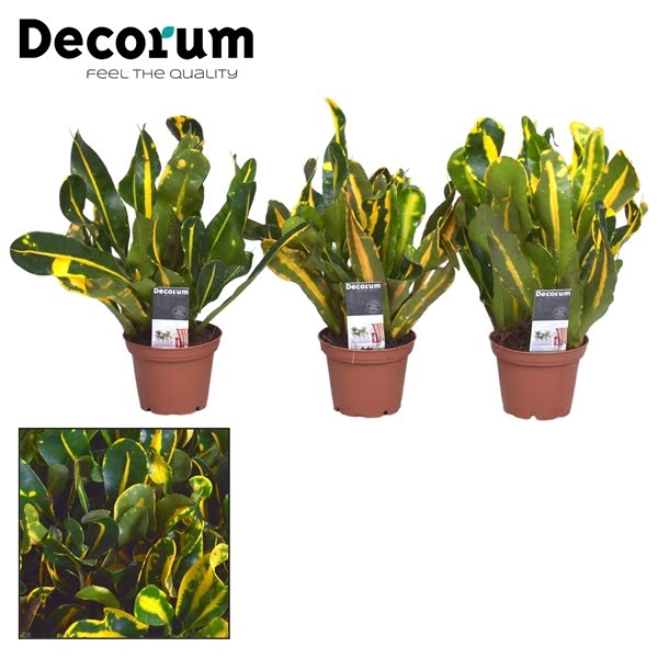 <h4>Croton Mammi Yellow Kopstek</h4>