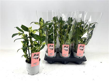 <h4>Dendr N Sc Apollon 2 Branches</h4>