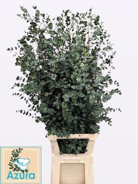 <h4>EUCA GU AZURA 125CM</h4>