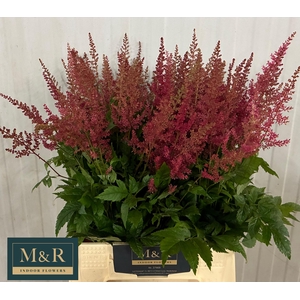 ASTIL AR ELSE SCHLUC