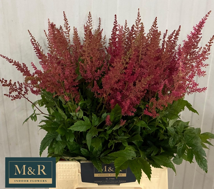 <h4>ASTIL AR ELSE SCHLUC</h4>