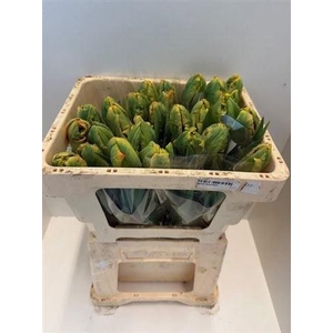 Tu Pa Professor Rontgen