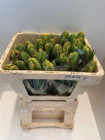 <h4>Tu Pa Professor Rontgen</h4>