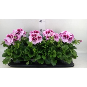 Pelargonium gran.   ..