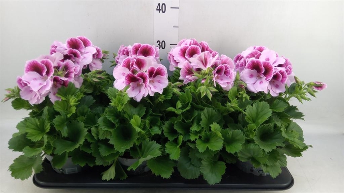 <h4>Pelargonium gran.   ..</h4>
