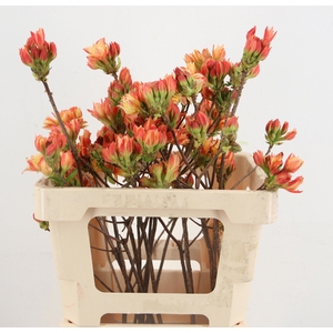 RHODO OV