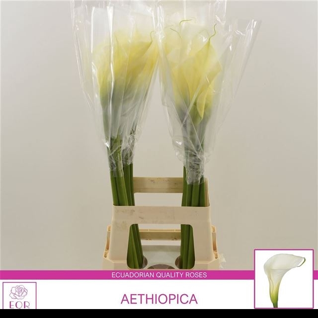 <h4>ZANT AETHIOPICA OV</h4>