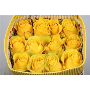 Rosa GR 'Brighton'