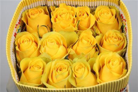 <h4>Rosa GR 'Brighton'</h4>
