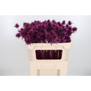 Eryn Supernova Kl Bh Metallic Erika