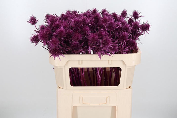 <h4>Eryn Supernova Kl Bh Metallic Erika</h4>