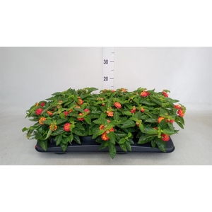 Lantana camara   ...