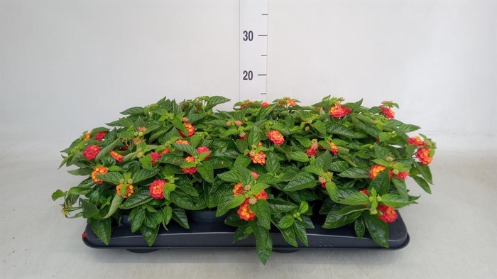 <h4>Lantana camara   ...</h4>
