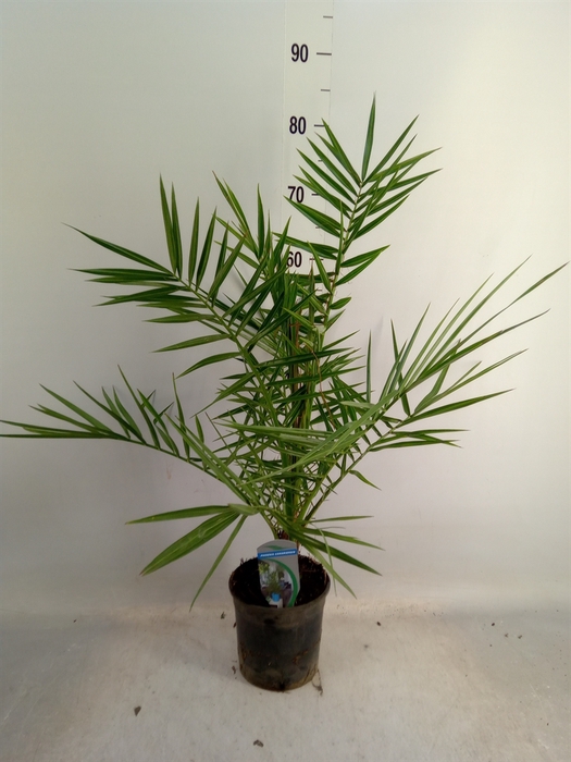 <h4>Phoenix canariensis</h4>