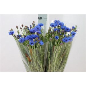 Centauria Korenbloem Blauw
