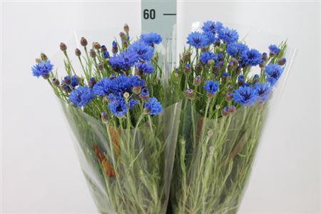 <h4>Centauria Korenbloem Blauw</h4>