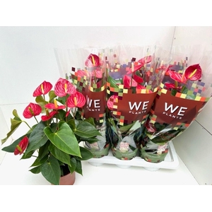 Anthurium Andr. Tremendo