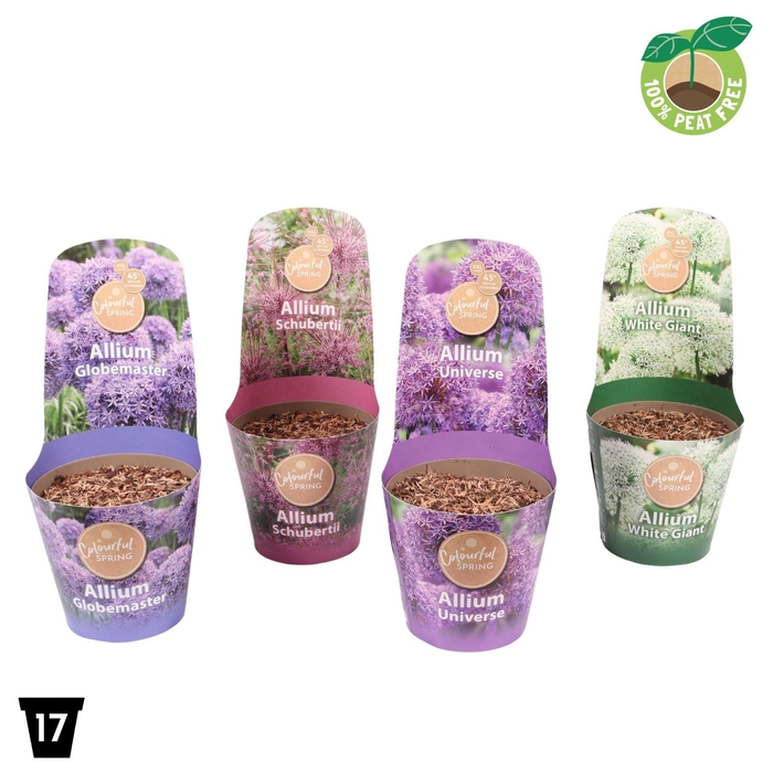 <h4>Allium Gemengd Potcover</h4>