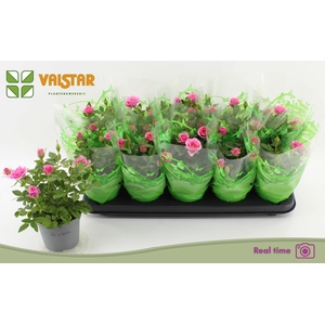 RO LOTZ OF PINK
