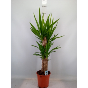 Yucca   ...