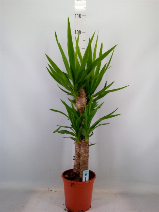 <h4>Yucca   ...</h4>