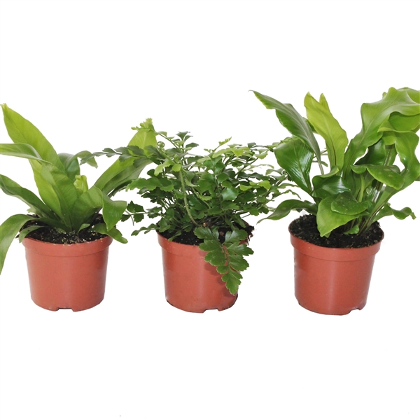 <h4>Asplenium Gemengd</h4>